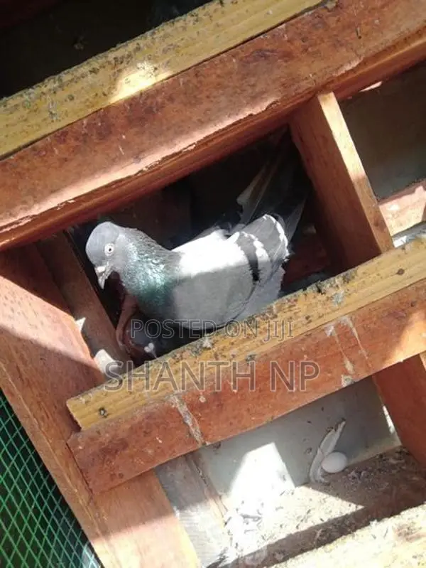 Ricer Pigeons