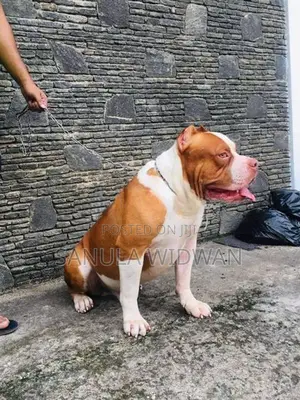 American bully