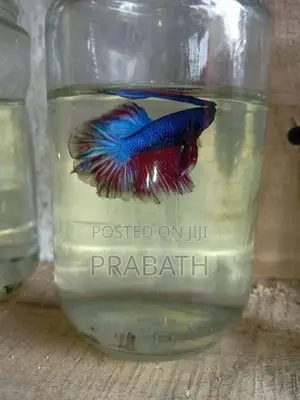 Fighter fish