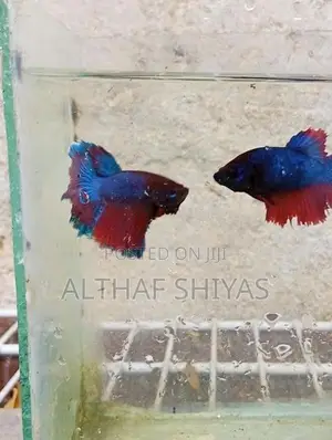 Betta Fish