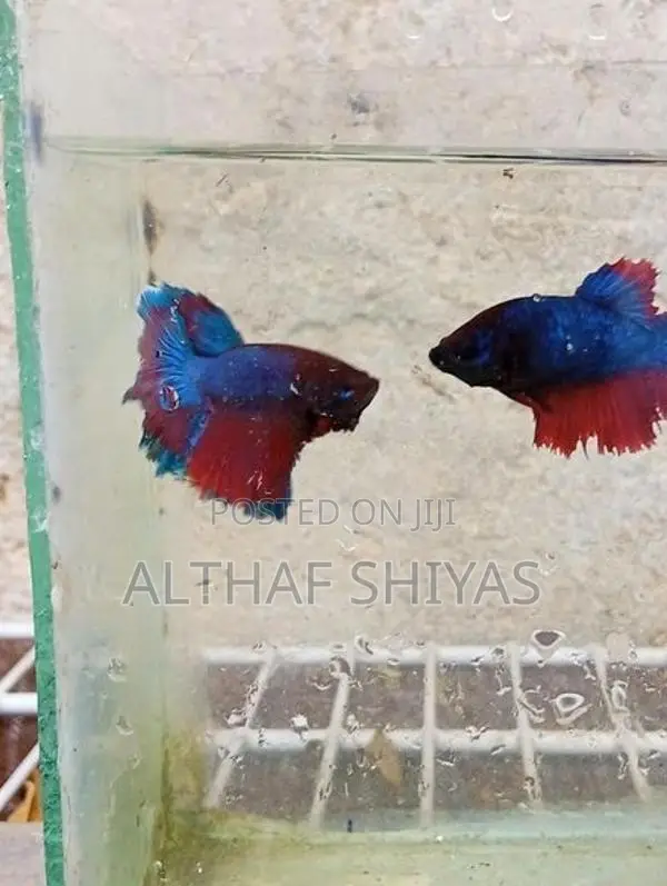 Betta Fish