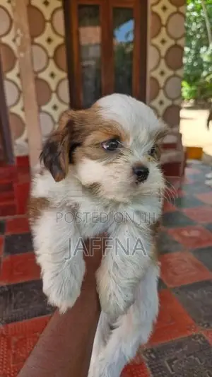 Shih Tzu Puppies