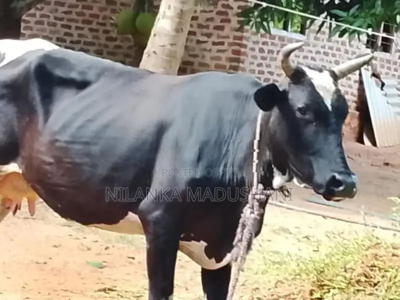 Farm Cow