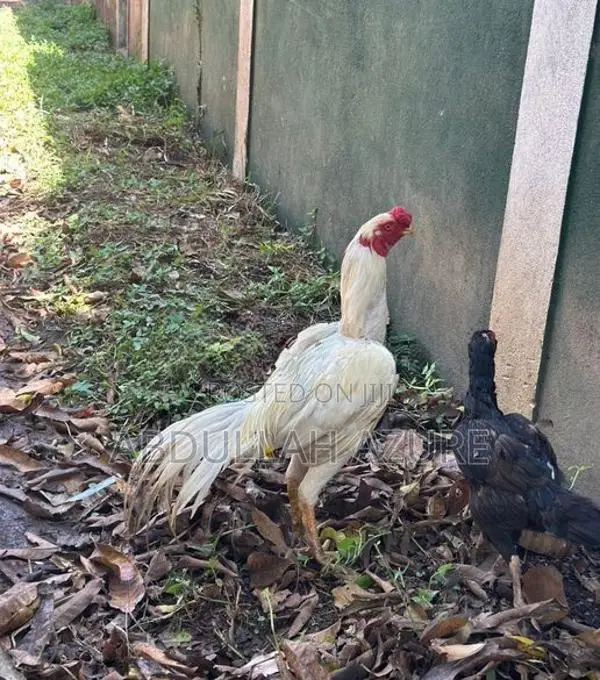 Parrot Beak Rooster