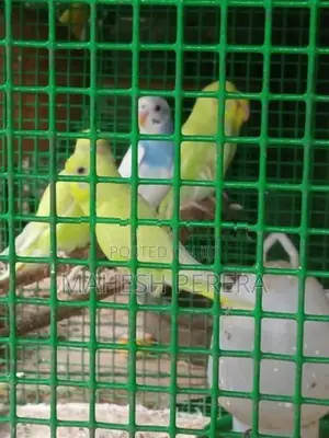 Budgies Birds