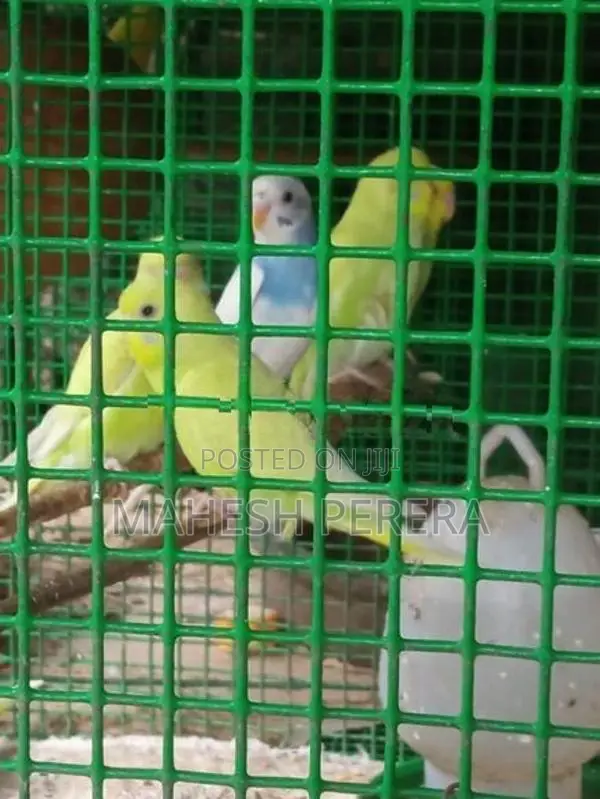 Budgies Birds