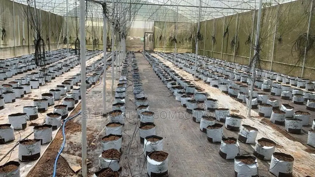 Poly Tunnels