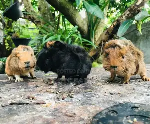 Guinea Pig