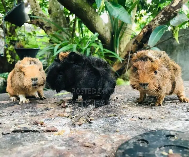 Guinea Pig