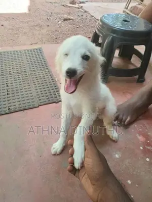 Lion Pomeranian