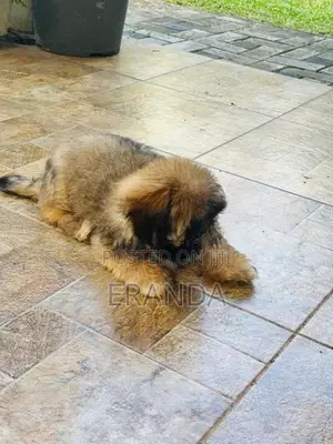 Male Shih Tzu Puppy