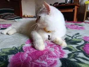 Persian Cat