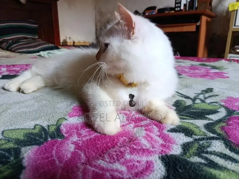 Persian Cat