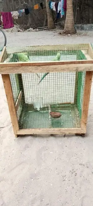 Birds Cage