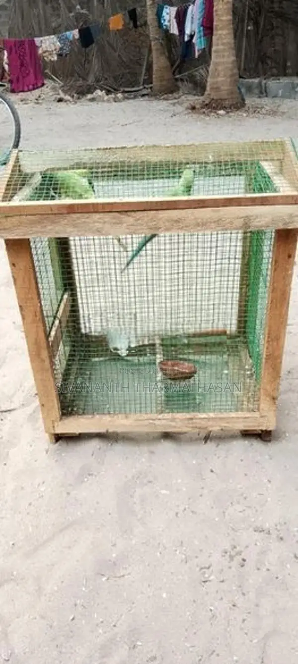 Birds Cage