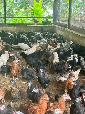 මාස 3 ගම් කිකිළියන්