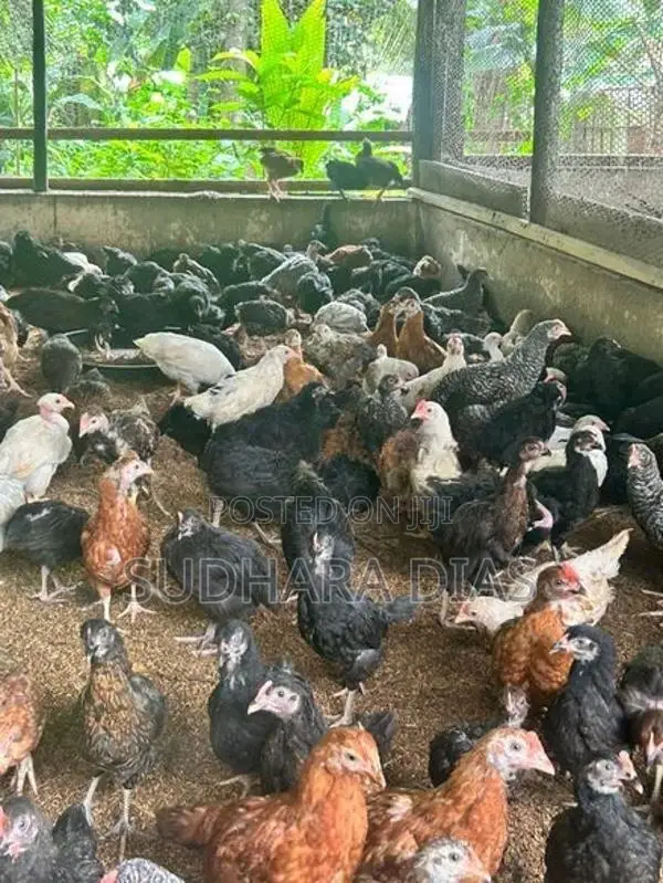 මාස 3 ගම් කිකිළියන්