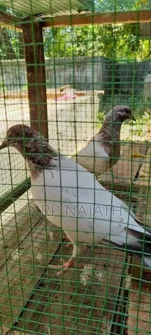 Timing Pigeon