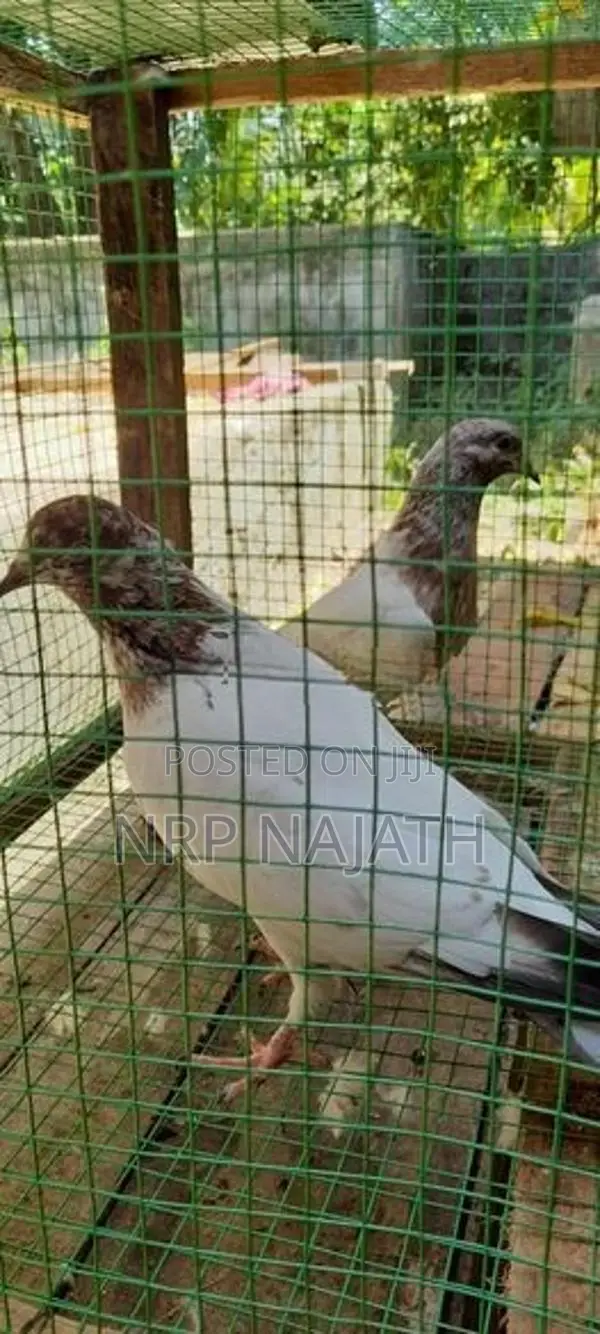 Timing Pigeon