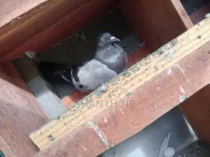 Ricer Pigeons
