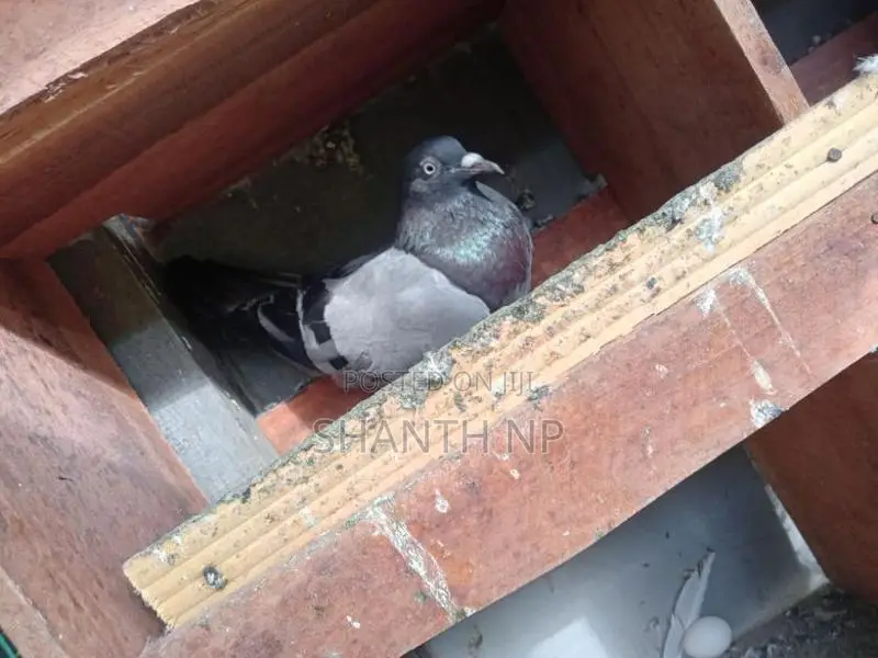 Ricer Pigeons