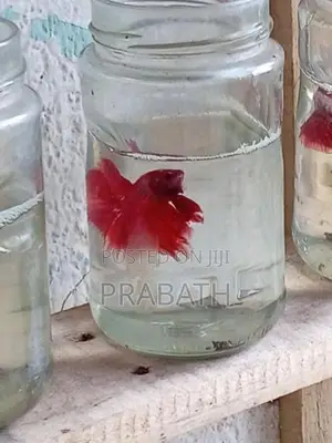 Fighter fish