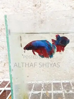 Betta Fish