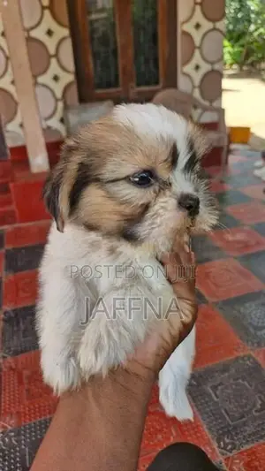 Shih Tzu Puppies