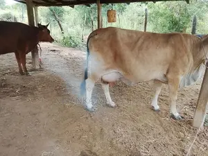 Farm Cow