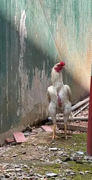 Parrot Beak Rooster