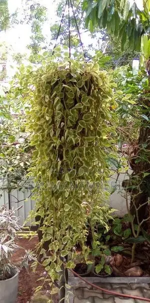 Natural Ornamental Plants