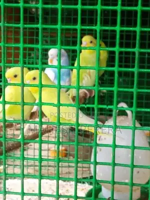Budgies Birds