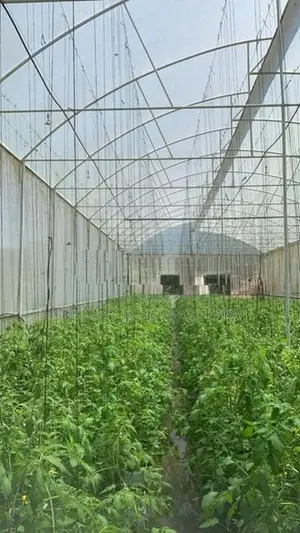 Poly Tunnels