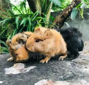 Guinea Pig