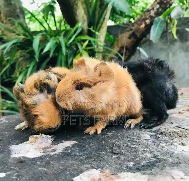 Guinea Pig