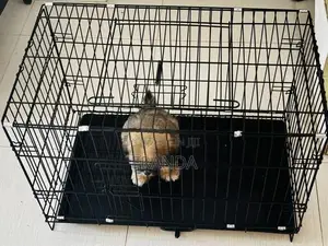 Male Shih Tzu Puppy