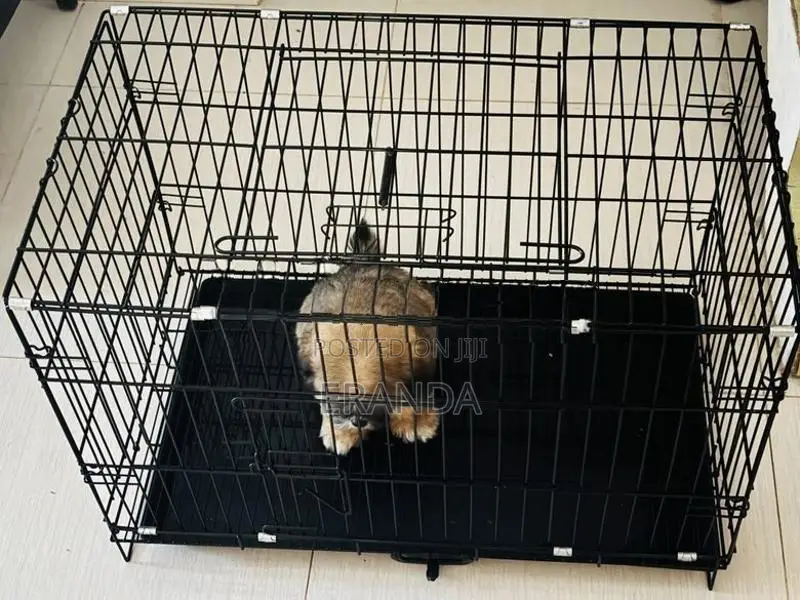 Male Shih Tzu Puppy
