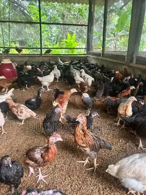මාස 3 ගම් කිකිළියන්