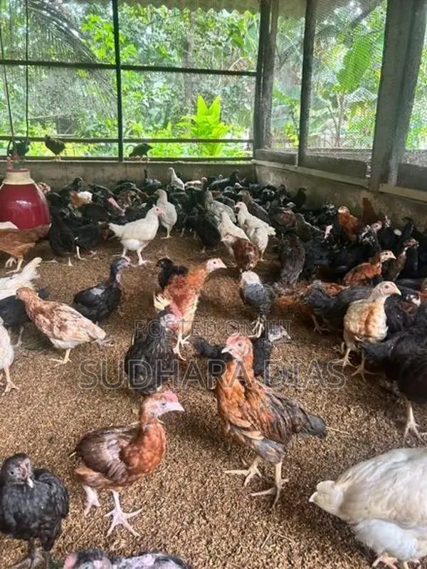 මාස 3 ගම් කිකිළියන්