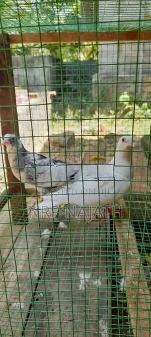 Timing Pigeon