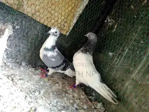 Ricer Pigeons