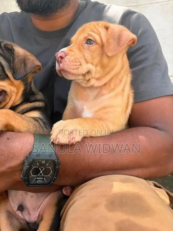 American bully