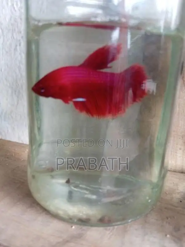 Fighter fish