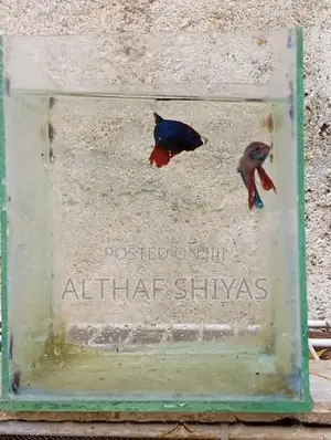 Betta Fish