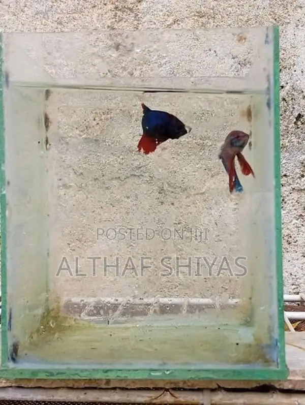 Betta Fish