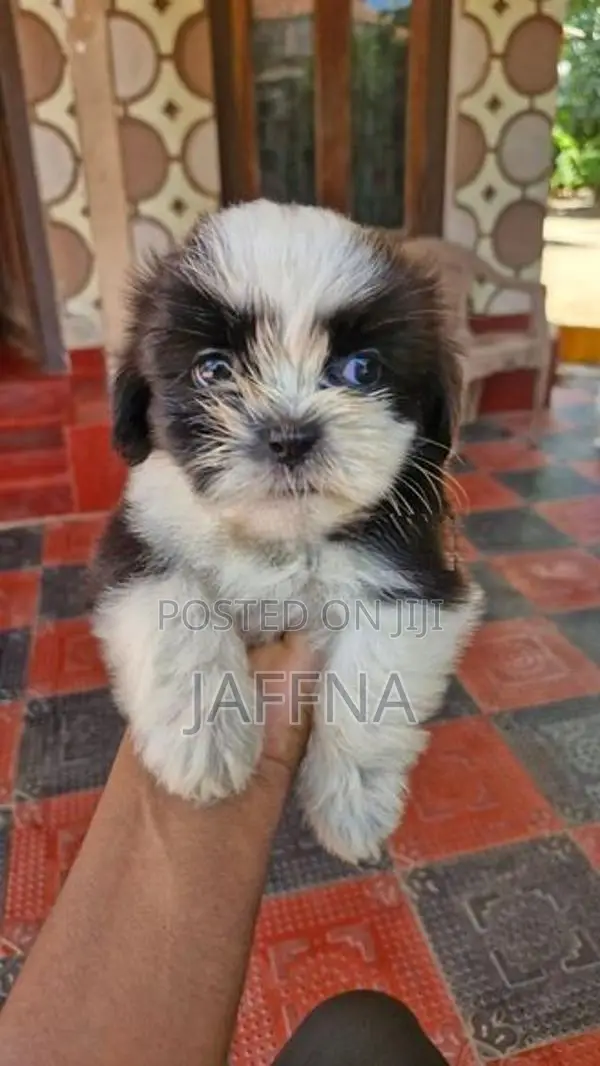 Shih Tzu Puppies
