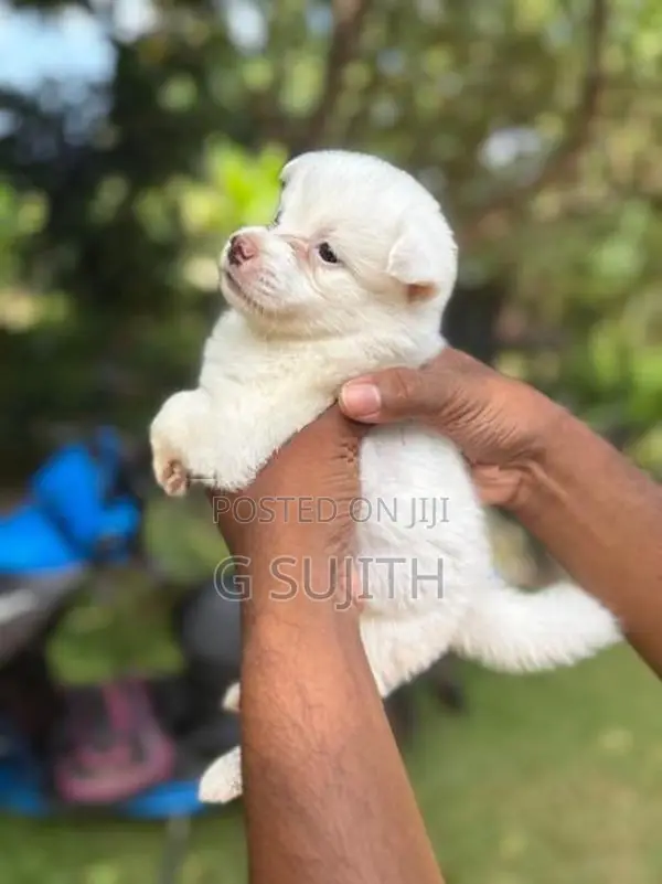 Pomeranian Puppies