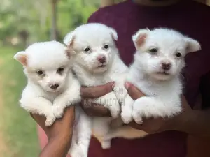 Pomeranian Puppies