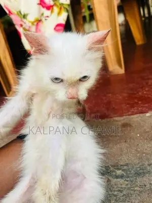 Persian Cat