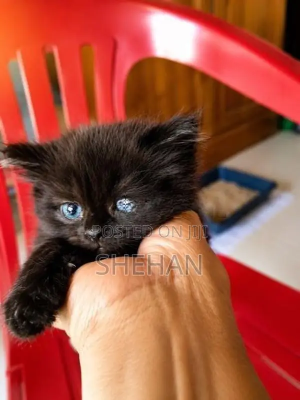 Persian Kittens